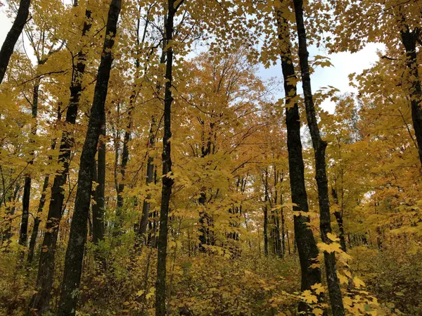 72xx Brown RD, Automba Twp, MN 55757
