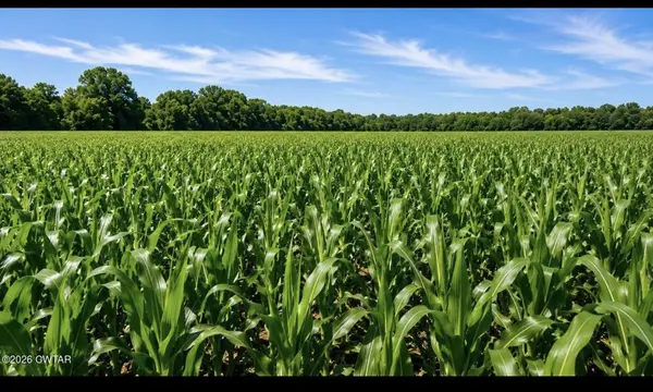 491 Wheeler Rd, Palmersville, TN 38241