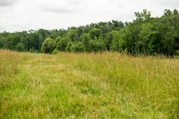 0 David Patterson Rd, Lutts, TN 38471