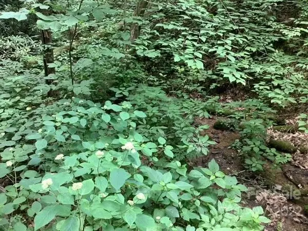 6B & 6C Florence RD, Black Mountain, NC 28711