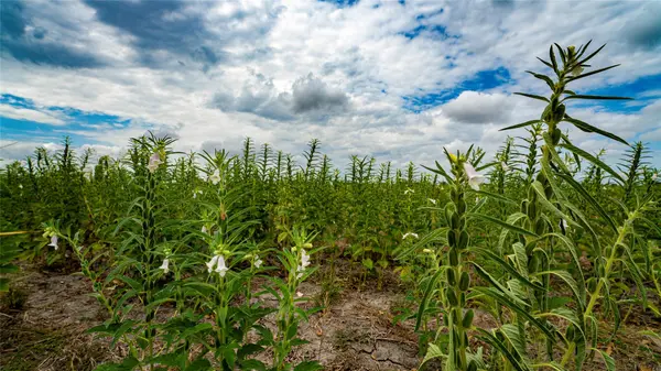 TBD FM 3061 #B, Thorndale, TX 76577