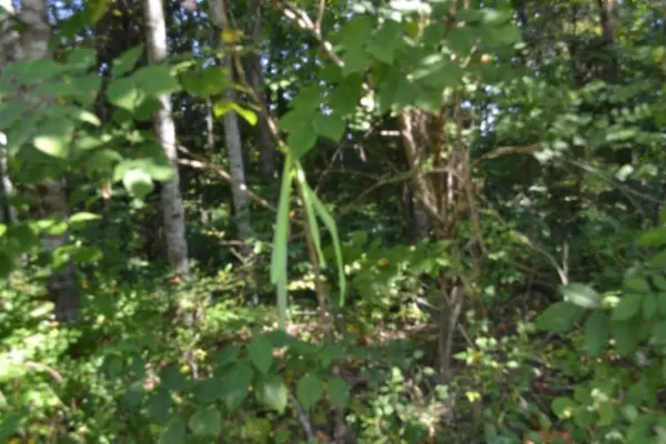 3 ac Rock Springs Rd, Celina, TN 38551