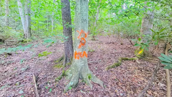 0 Ginseng Way, Parrottsville, TN 37843