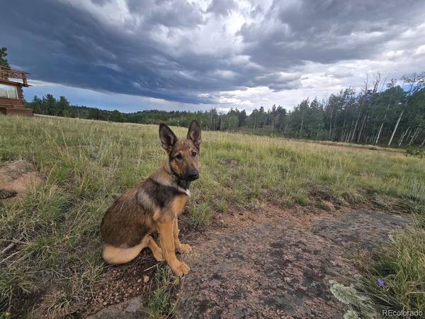 531 Aspen Way DR, Florissant, CO 80816