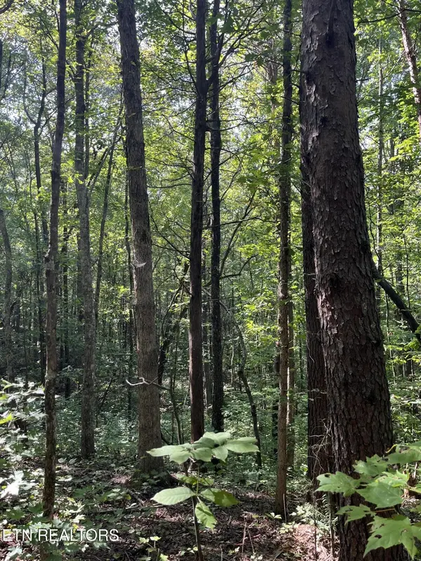 552 New Providence Rd, Tellico Plains, TN 37385