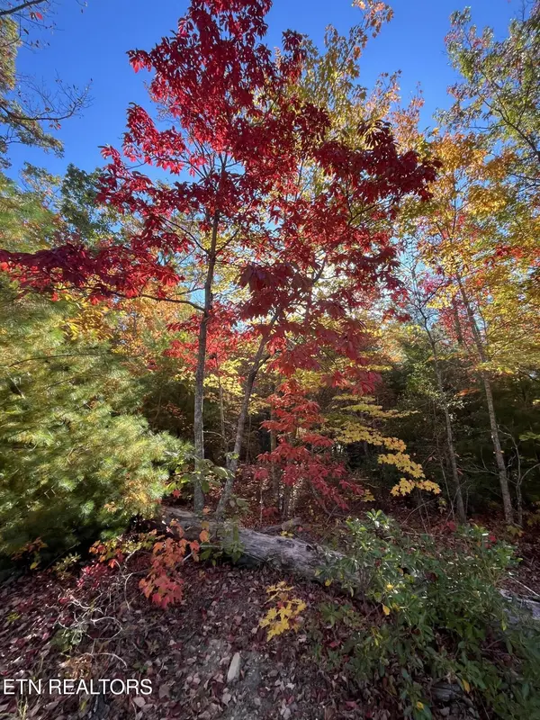 107 Cherokee Path, Tellico Plains, TN 37385