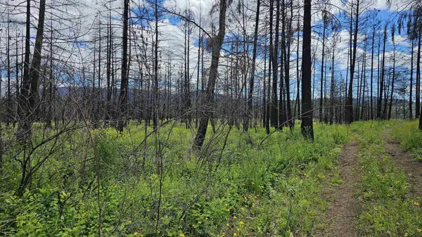 34XX Lael-Flat Creek Rd, Kettle Falls, WA 99141