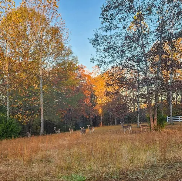 700 Old Johnson Lake Rd, Loretto, TN 38469