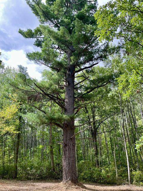 Lot 17 New Melahn DR, Lake George, MN 56458