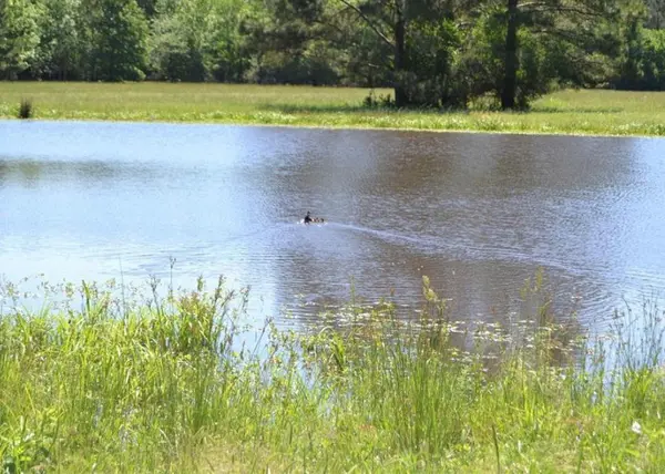 TBD County Road 4025, Lovelady, TX 75851