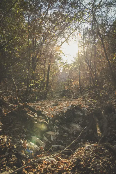 000 Boone Hollow Rd RD, Powell, MO 65730