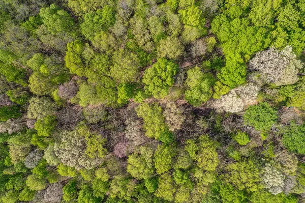 1555 Dog Hollow Road, Lynnville, TN 38472