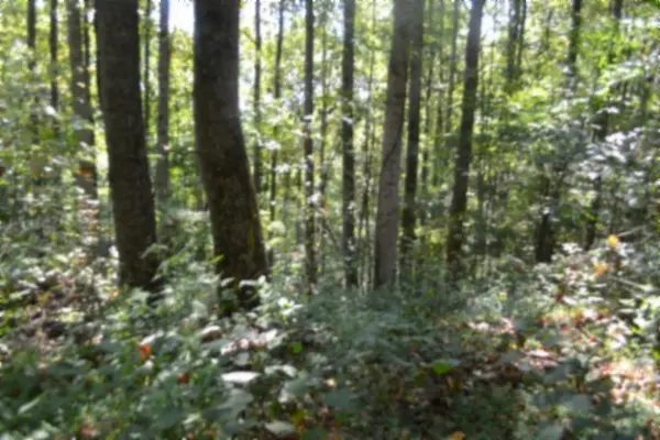2121 Riley Creek Rd, Whitleyville, TN 38588