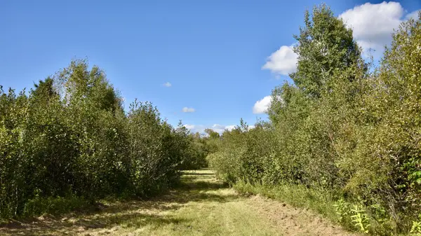 TBD 480th/Cty Rd 3 ST, Palisade, MN 56469