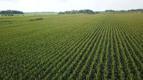 TBD Hart Ave SW, Howard Lake, MN 55349