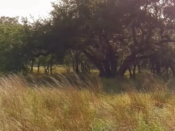 0 Whiskey TRL, Blanco, TX 78606