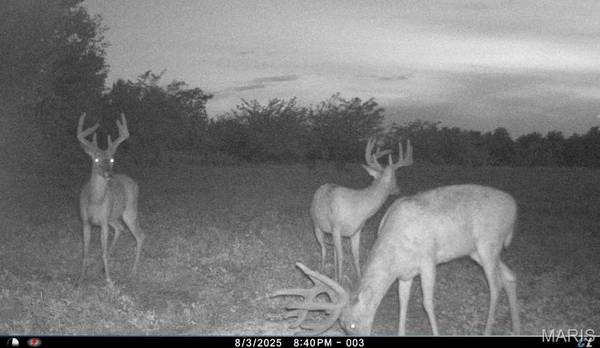 00 Abbott RD, Bellflower, MO 63333