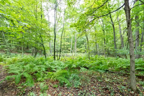 20 Acres 153rd AVE, Balsam Lake, WI 54810