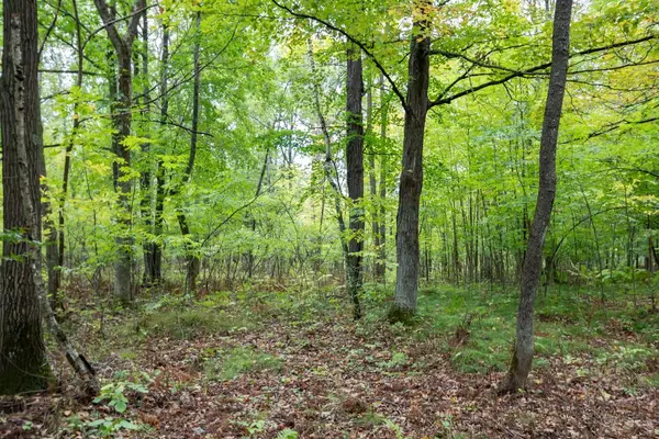 20 Acres 153rd AVE, Balsam Lake, WI 54810