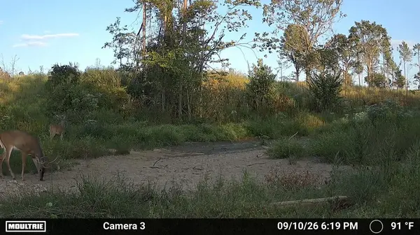 0 Second Creek Road, Lutts, TN 38471