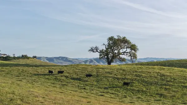 35 Wellsona RD, Paso Robles, CA 93446