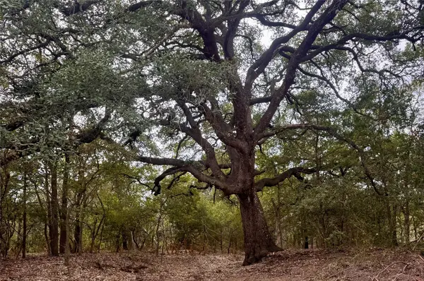 12 Acres Mt Pleasant RD, Cedar Creek, TX 78612