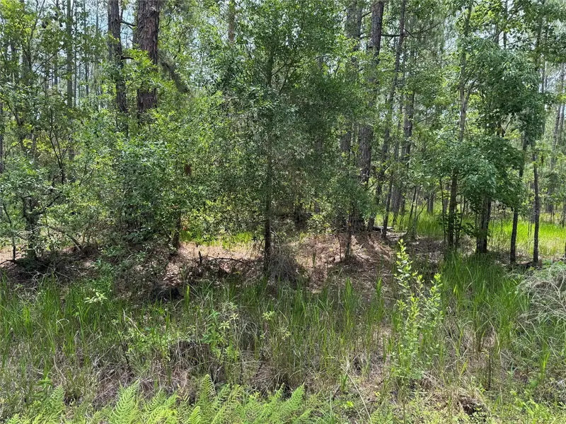 SW 143 PL, Ocala, FL 34473