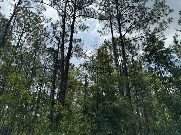 SW 143 PL, Ocala, FL 34473