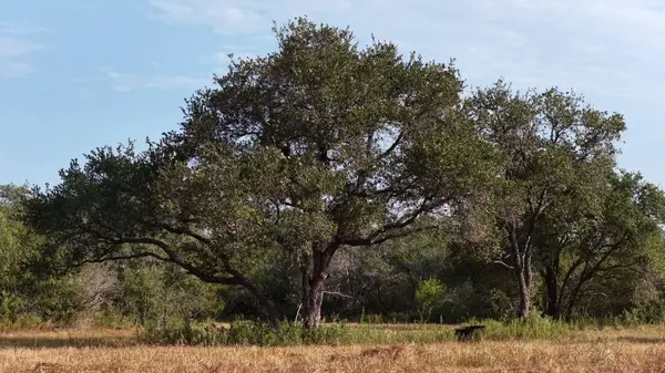 251 Old Goliad RD, Refugio, TX 78377