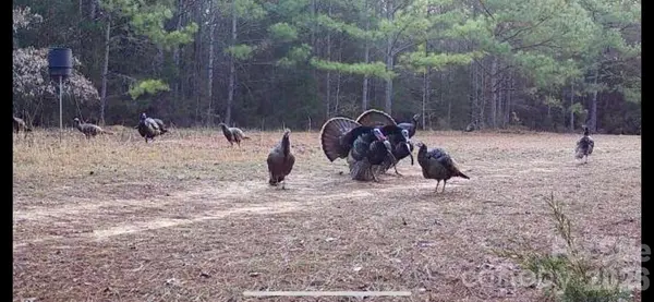 0000 Hwy 215 HWY N, Blair, SC 29015