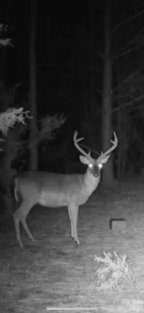 0000 Hwy 215 HWY N, Blair, SC 29015