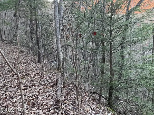36 Elderberry Drive, Sevierville, TN 37876