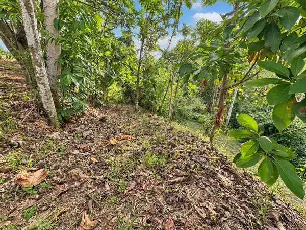 363 KM 2.1 CLL MIGUEL LUGO MADERA, Sabana Grande, PR 00637