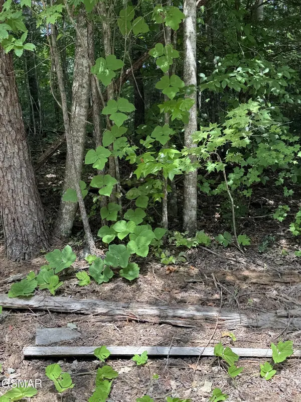 0 SB Ogle Lane, Pigeon Forge, TN 37876