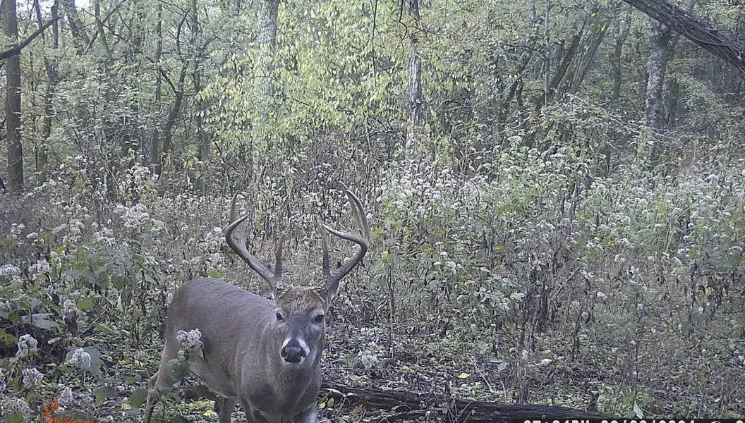 0 Lane Branch Rd, Fayetteville, TN 37334