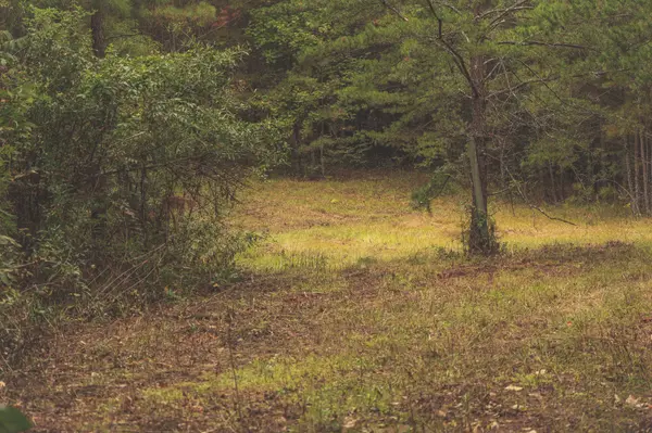 0 Deer Ridge Trail, Charleston, TN 37310
