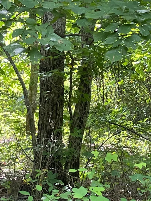 0 Roaring Creek Road, Dunlap, TN 37327