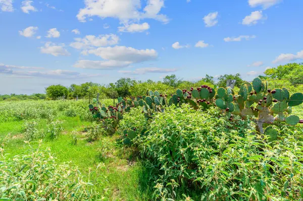 Lot 2 CR 280, Harwood, TX 78629