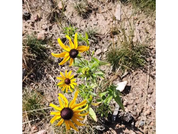 529 Quartz, Bellvue, CO 80512