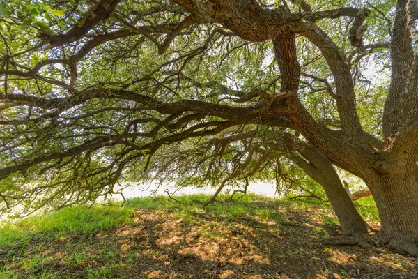 TBD Hidden Pond Ranch County Road 180 RD, Purmela, TX 76566