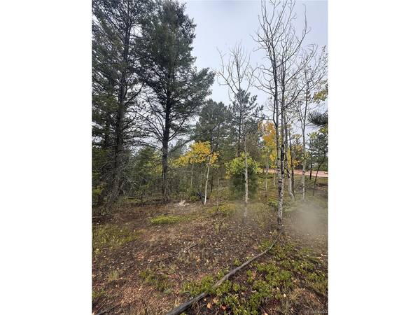 7935 County Road 51, Divide, CO 80814