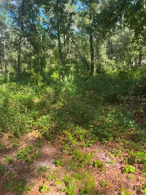 ELAINE DR, Webster, FL 33597