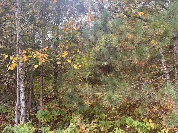 8924 Black Brook RD, Webster, WI 54893