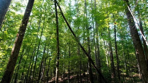 2 Ables Road, Cherokee, AL 35616