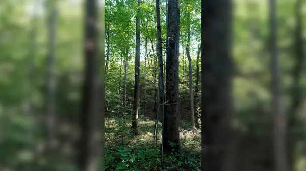 2 Ables Road, Cherokee, AL 35616