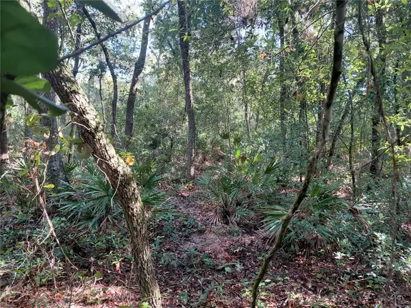 BUTTERNUT DR, Webster, FL 33597