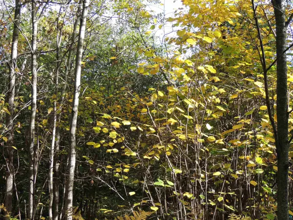 XB Brandon Ln, Grand Marais, MN 55604