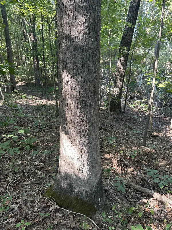 0 Perkins Rd, Puryear, TN 38251