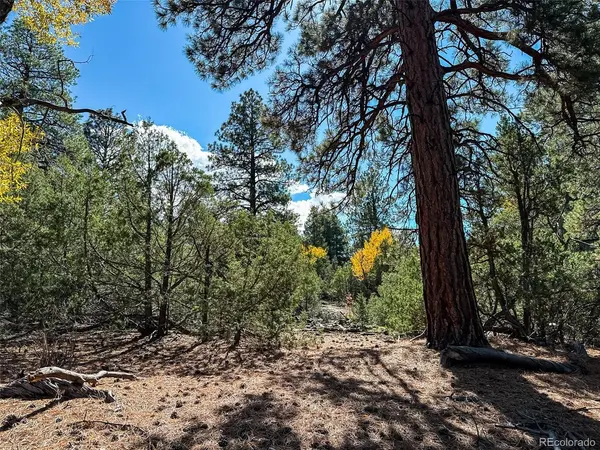 54 Big Bear, Mosca, CO 81146