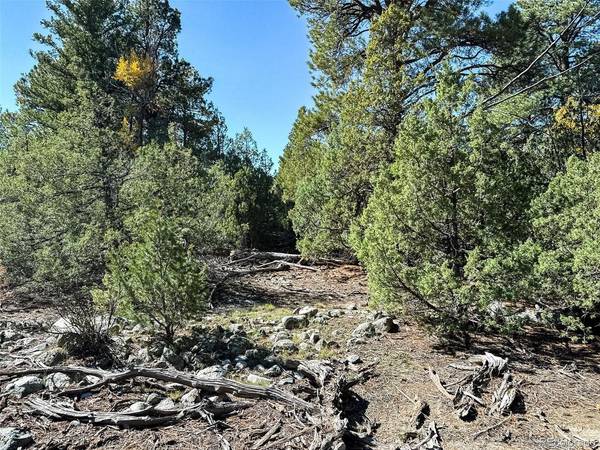 54 Big Bear, Mosca, CO 81146